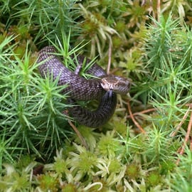 Kreuzotter (c) Alex Ulmer