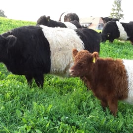 Black - / Red Beltet