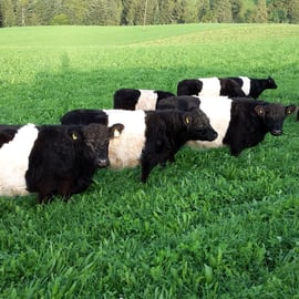 In der frischen Weide