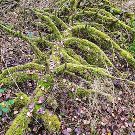 Foto © Ottmar Herrmann