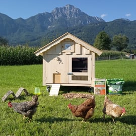 Mit unseren Hühnern 