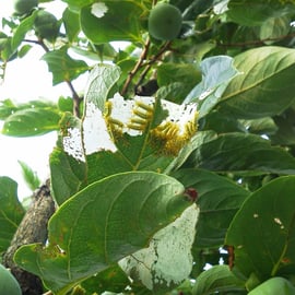 イラムシ(イラガの幼虫)