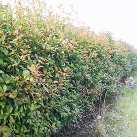 レッドロビン生垣剪定－奈良県香芝市　作業前③
