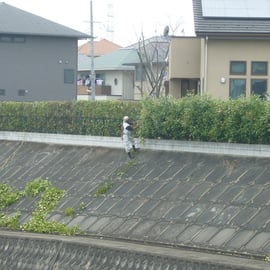 レッドロビン生垣剪定作業中－奈良県香芝市