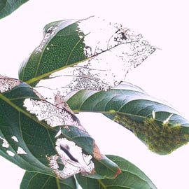 イラムシ(イラガの幼虫)