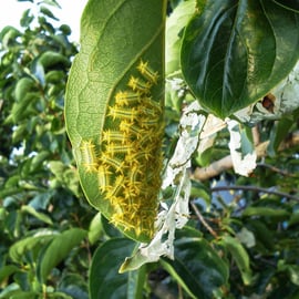 イラムシ(イラガの幼虫)