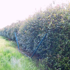 レッドロビン生垣剪定－奈良県香芝市　作業前①