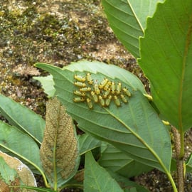 イラムシ(イラガの幼虫)