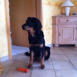 Ist der Hase nun rechts