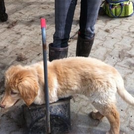 Booker als Stallbursche bei den Pferden