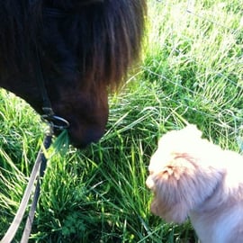 Wenn das Pferd das so lecker findet, muss Booker auch mal probieren....
