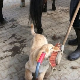 Sein Futter muss er sich immer noch hart erarbeiten,