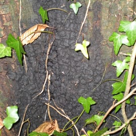 Brandkrustenpilz an Linde