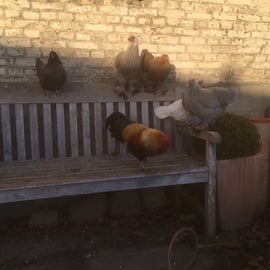 Die Hühnergruppe macht Mittagspause