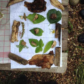 Welche Pflanze gehört zu welchem Blatt?