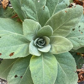 Pflanzenbennenung und Erforschung