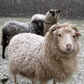 Lieschen ist Chefin!