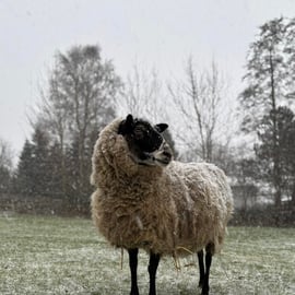 Kora unser Kuschelschaf und trächtig!