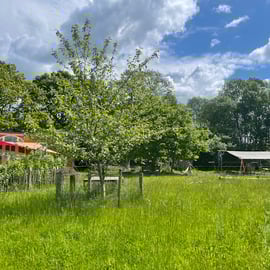 Grün, Grün, Grün...