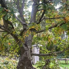 Toilettenhäuschen und Klettereiche