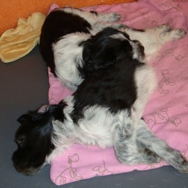 unsere Zwillinge: die Kühle im Haus wird zum Ausschlafen genutzt 