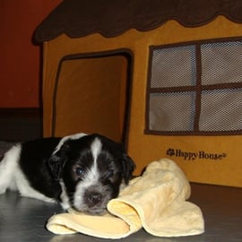 mein Knopf mit Schmusetuch