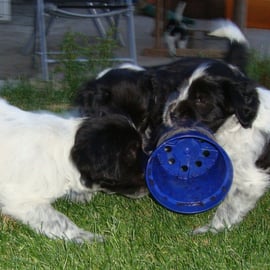 ... nach dem Umtopfversuch durch unsere Piranhas 