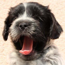 ... den ganzen Tag nur Reeee-GÄÄÄÄHN ...