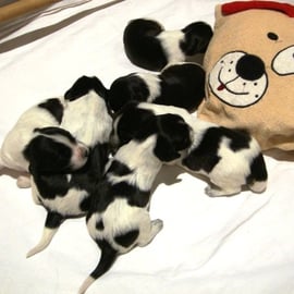 Tattelots 03.05.2014