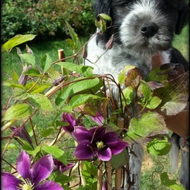 Lennon und die Clematis (eine der wenigen Pflanzen die die Attacken der Tattelots überlebt haben)