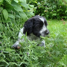 Luigi im verwunschenen Teil des Gartens