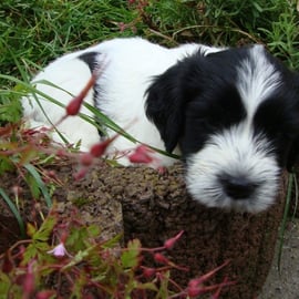Lino - Pflanzkübel = idealer Schlafplatz
