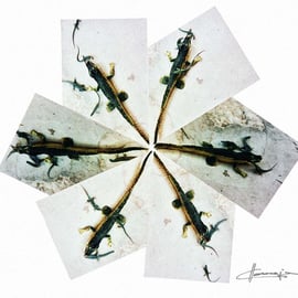 Lagartijas de formentera 02