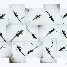 Lagartijas de formentera 01