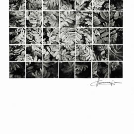 Santa Úrsula, Tenerife