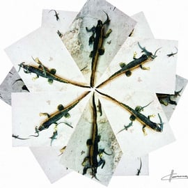 Lagartijas de formentera 03