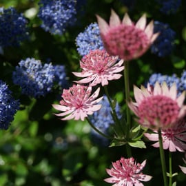 Astrantia 'Roma'