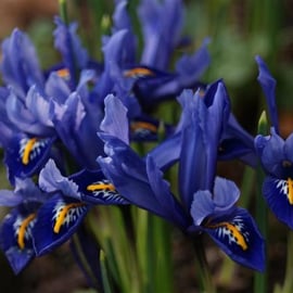 Iris retuculata 'Harmony'