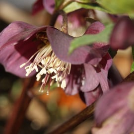 Helleborus orientalis