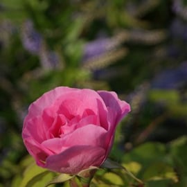 Rosa 'Gertrude Jeckyll'