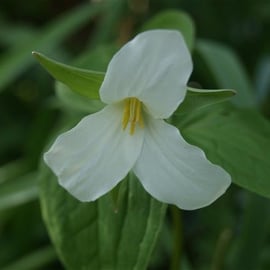 Trillium grandiflorum