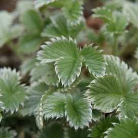 Potentilla atrosanguinea