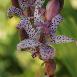 Tricyrtis hirta