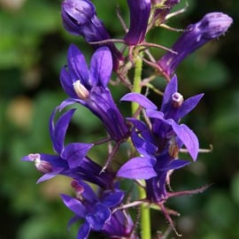Lobelia 'Fan Blue'