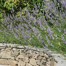 Lavandula angustifolia