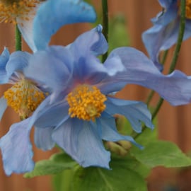 Meconopsis betonicifolia