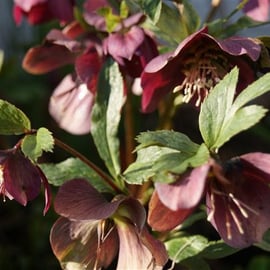 Helleborus orientalis