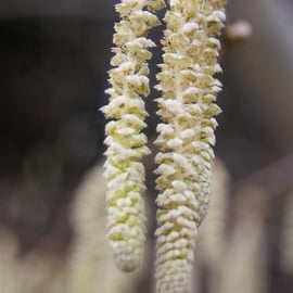 Salix catkins