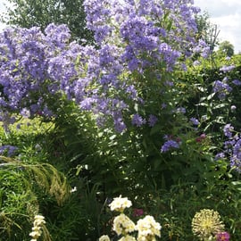 Campanula lactiflora 'Pritchard's Variety'