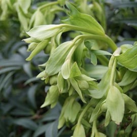 Helleborus lividus